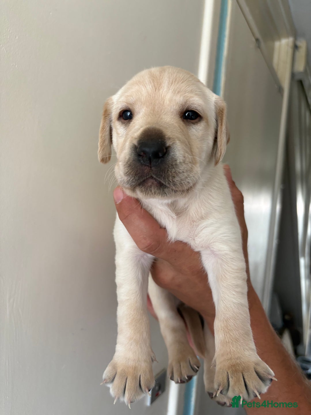 Labrador Retriever dogs for sale: Labrador puppies for sale Kent - Image 19