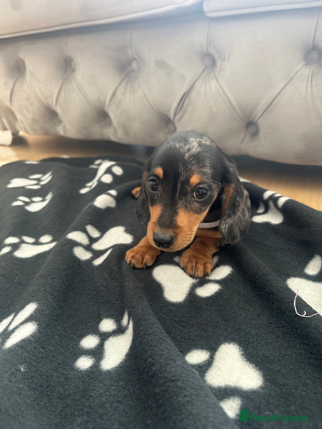 Miniature Dachshund dogs for sale: Miniature dapple dachshund  - Image 9