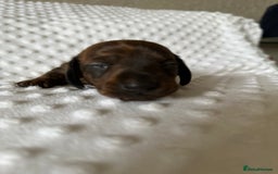 Miniature Dachshund dogs for sale: Champion  lines brindle / dapple mini daschund  - Image 13