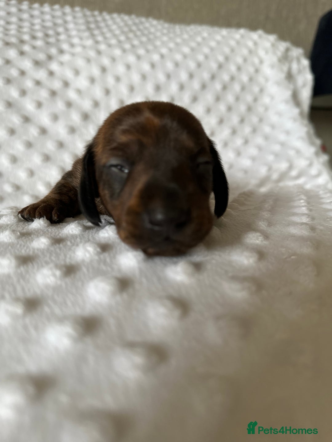 Miniature Dachshund dogs for sale: Champion  lines brindle / dapple mini daschund  - Image 13