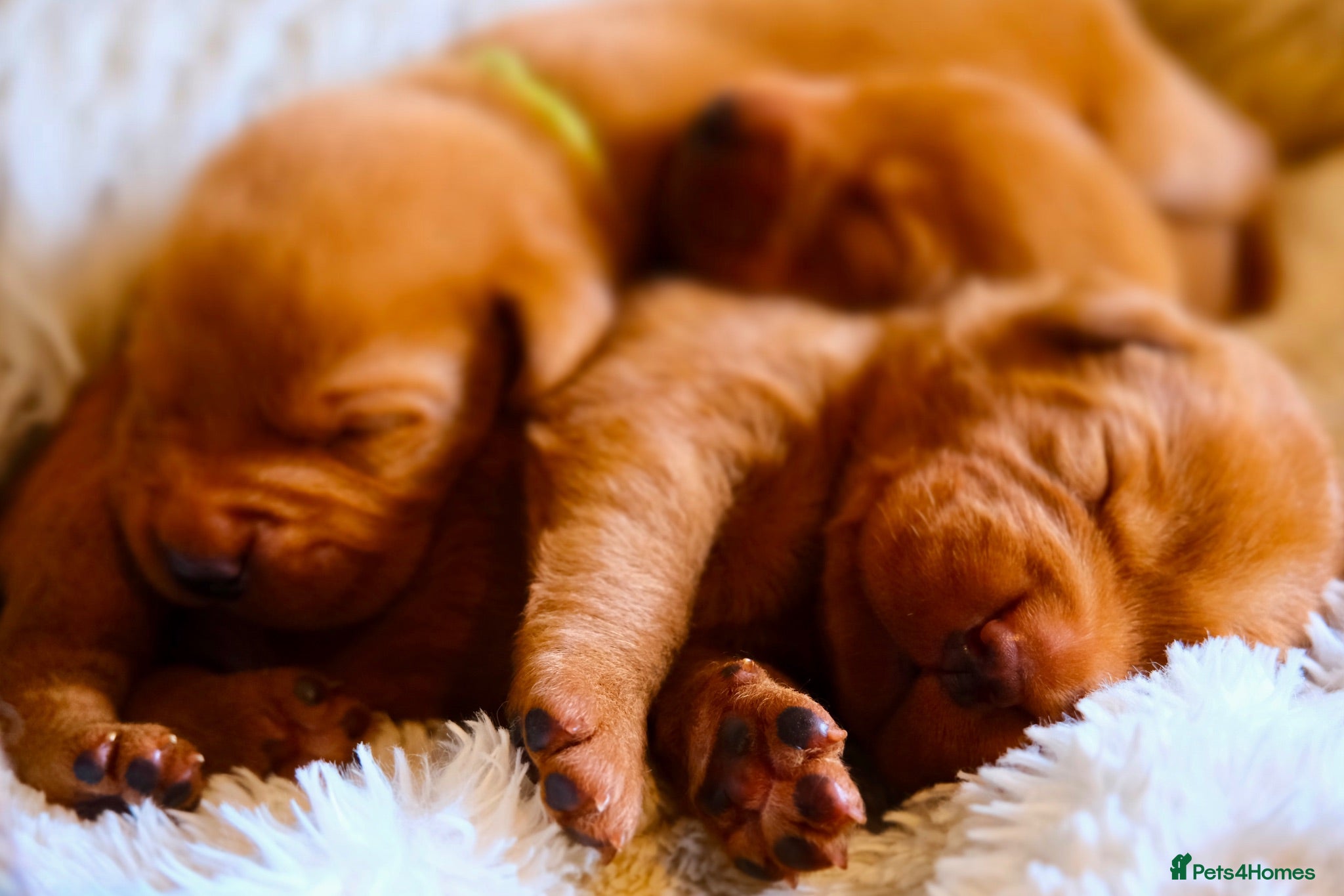 Labrador Retriever dogs Mahogany Red KC Labrador Puppies - Advert 2