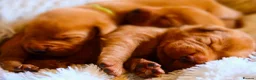 Labrador Retriever dogs for sale: Mahogany Red KC Labrador Puppies - Advert 3