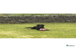 Mixed Breed dogs for sale: Beautiful lab/pointer boy for sale - Image 3