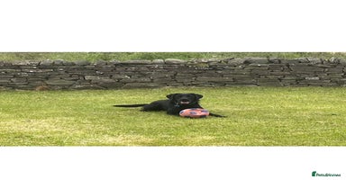 Mixed Breed dogs - Advert 5