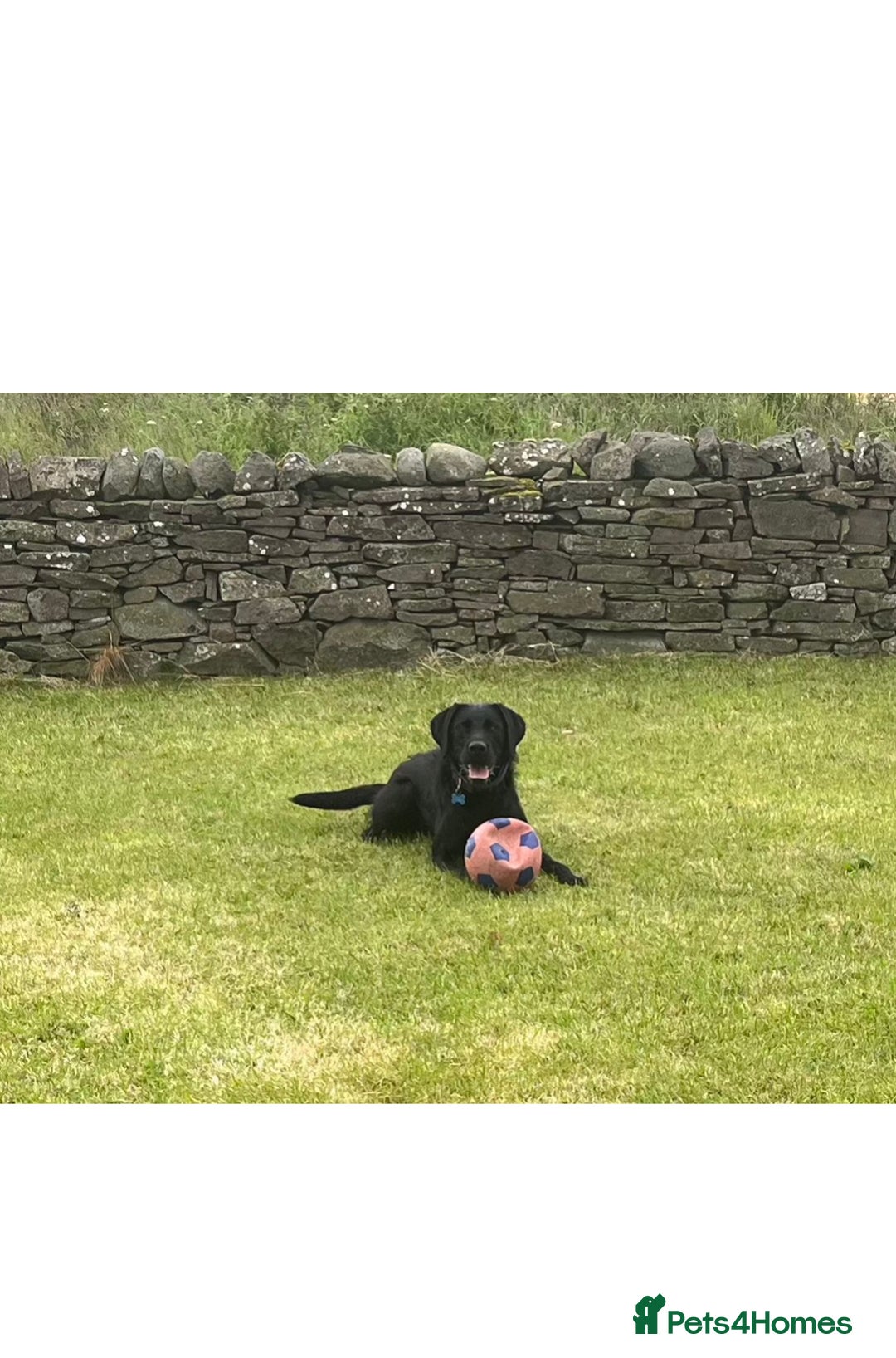Mixed Breed dogs for sale: Beautiful lab/pointer boy for sale - Image 3