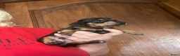 Miniature Dachshund dogs for sale: Miniature dachshund puppies - beautiful  - Advert 6