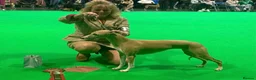Whippet dogs for sale: Crufts winning parents - Advert 7