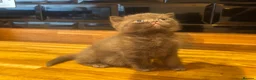 British Shorthair cats for sale: 4 beautiful healthy gorgeous chunky BSH  - Advert 7