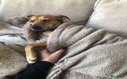Mixed Breed dogs for adoption: Mickey – Cheeky, Cuddly and Charming Companion - Image 3