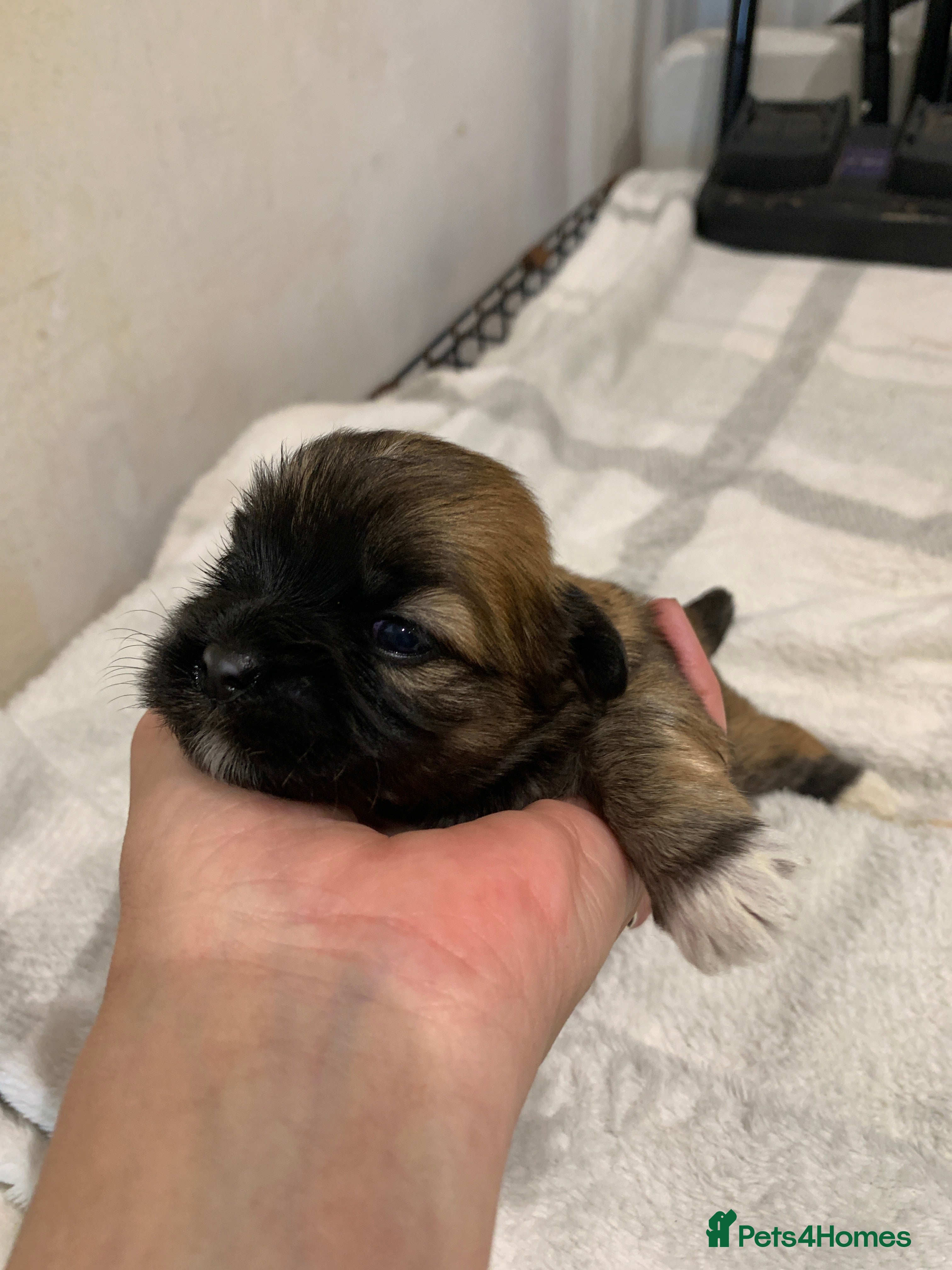 Lhasa Apso dogs Adorable Lhasa Apso puppies for sale - Advert 1