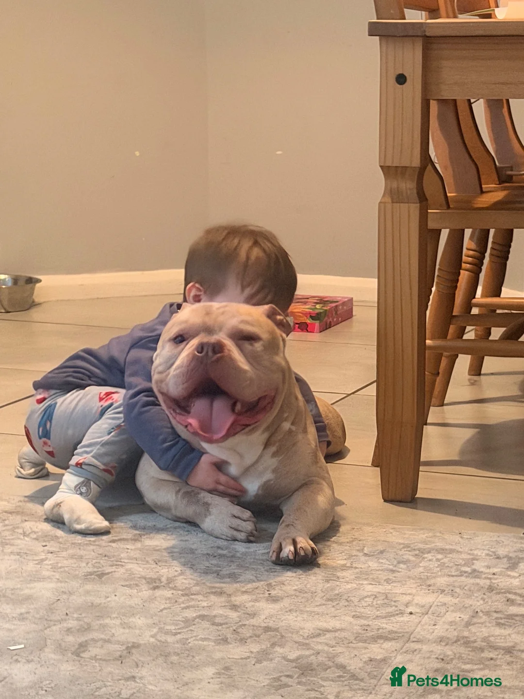 Miniature Bull terrier dogs for sale: Pocket bully  - Advert 2
