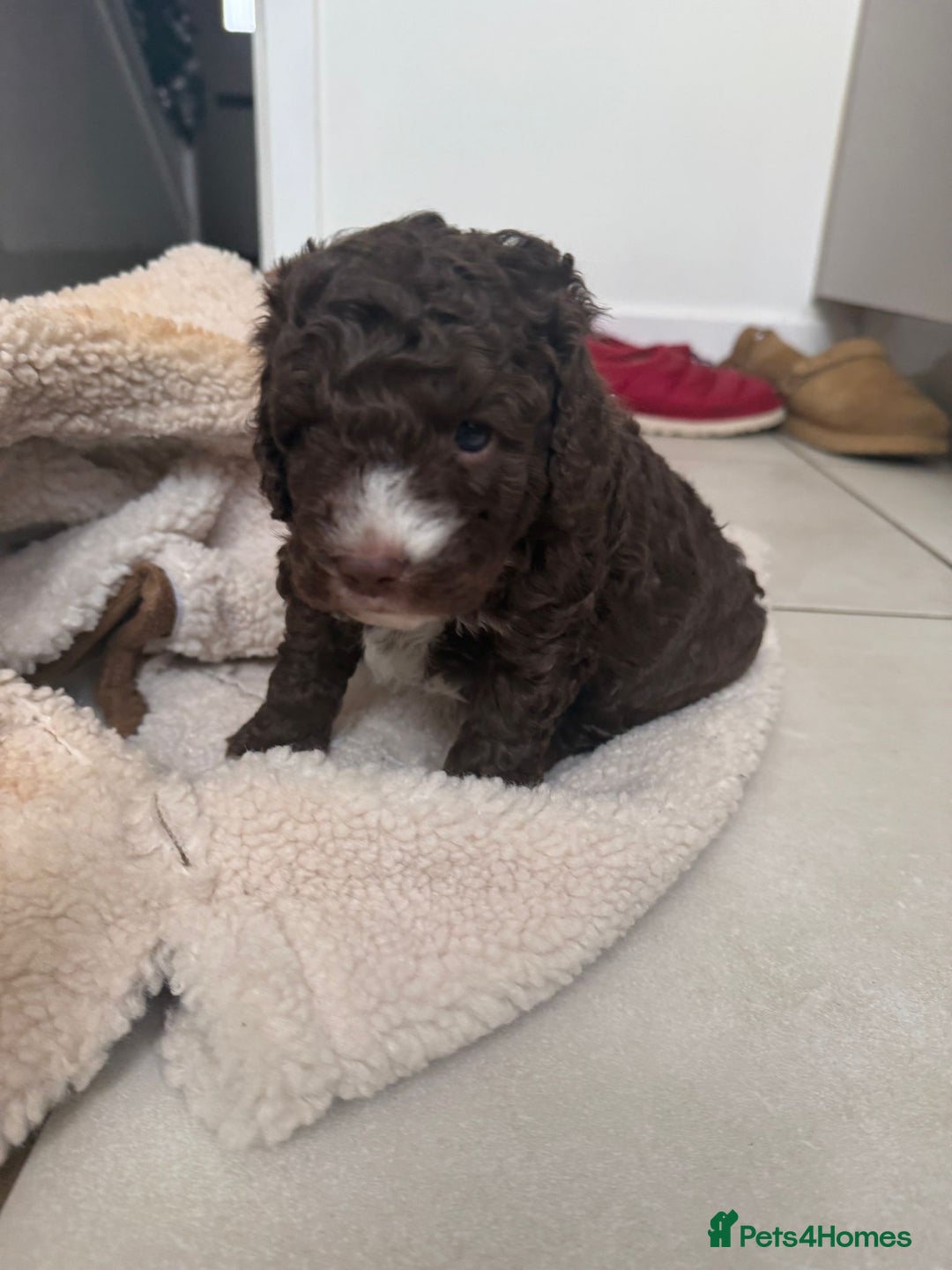 Australian Labradoodle dogs for sale: Australian Labradoodles Puppies - Advert 2