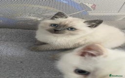 Ragdoll cats for sale: Delightful Ragdoll kittens.  - Image 2