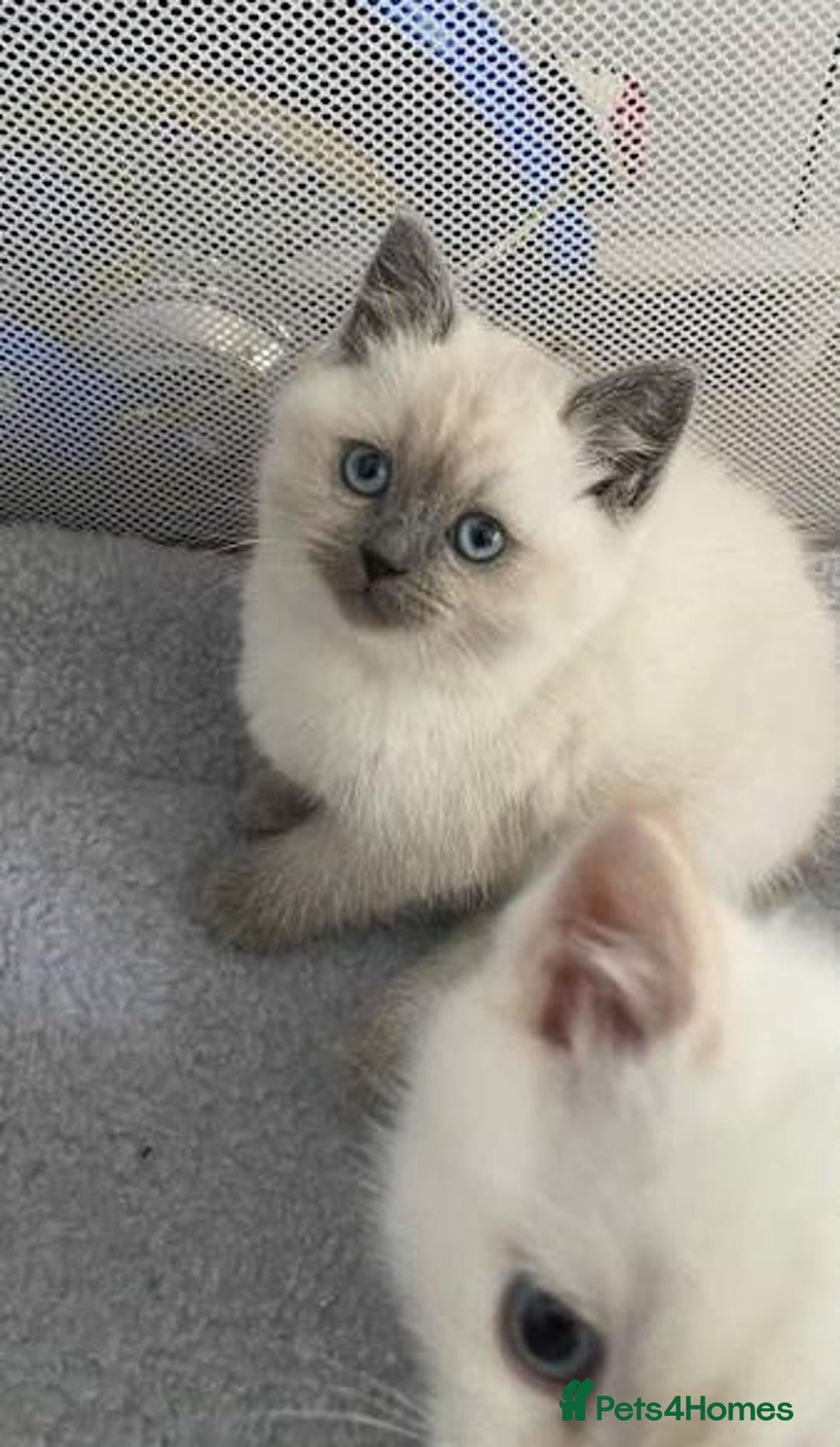 Ragdoll cats for sale: Delightful Ragdoll kittens.  - Image 2