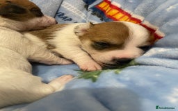 Mixed Breed dogs for sale: Chihuahua x Jack Russell puppies - Image 12