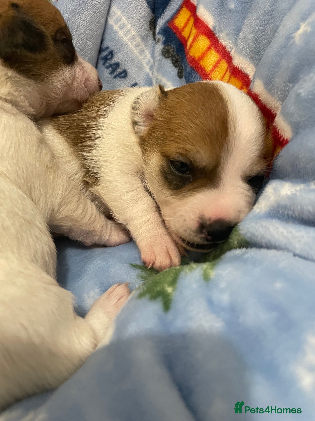 Mixed Breed dogs for sale: Chihuahua x Jack Russell puppies - Image 12