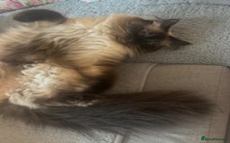 Ragdoll cats for sale: Ragdoll Seal Point - Image 2