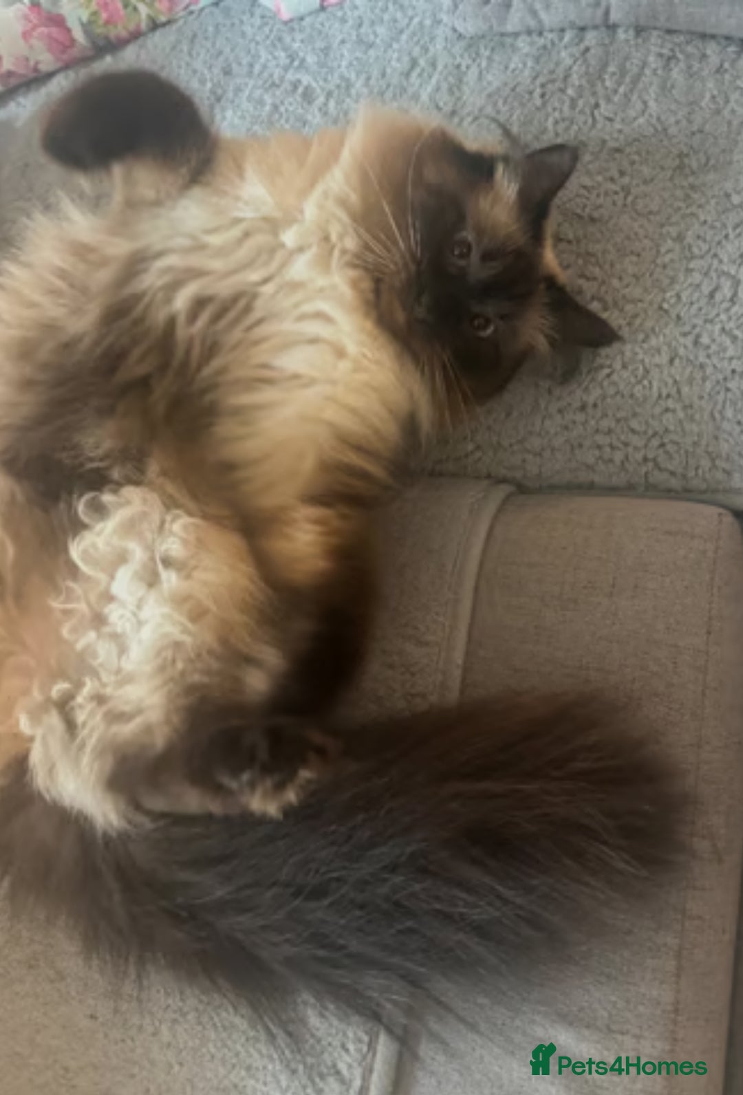 Ragdoll cats for sale: Ragdoll Seal Point - Image 2