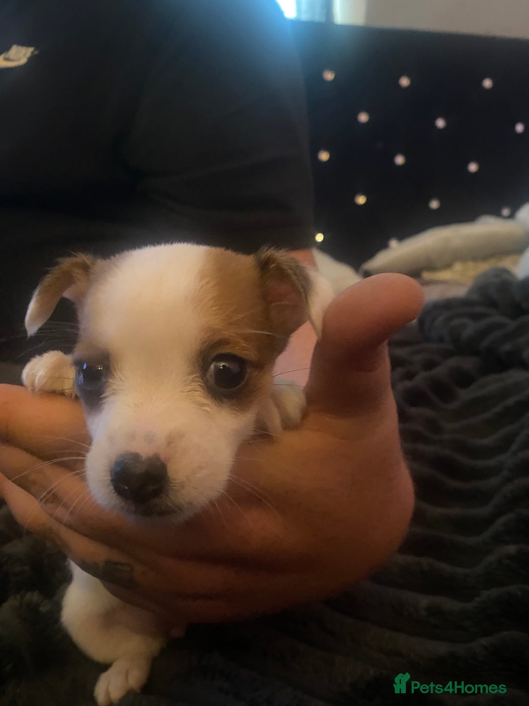 Jack Russell dogs for sale: Jack Russel’s puppies - Image 8