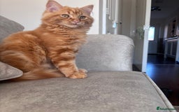 Ragdoll cats for sale: Mixed breed - Ragdoll x tabby male kitten  - Image 4