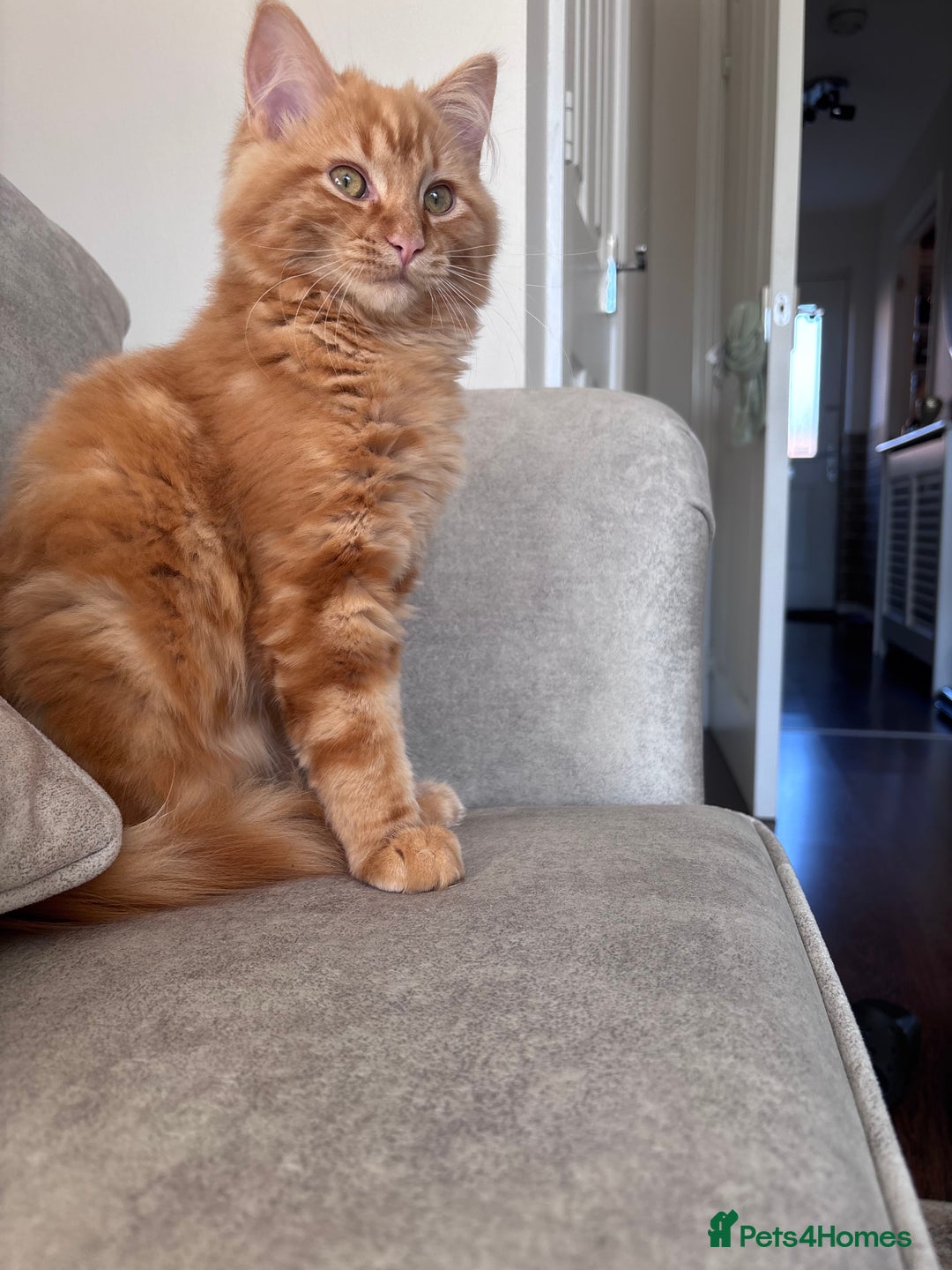 Ragdoll cats for sale: Mixed breed - Ragdoll x tabby male kitten  - Image 4