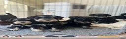 Miniature Schnauzer dogs for sale: 🐾 Miniature Schnauzer Puppies - Advert 18