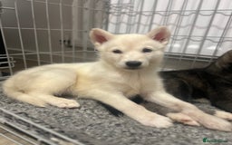 Siberian Husky dogs for sale: 3 x Siberian husky puppies  - Image 23