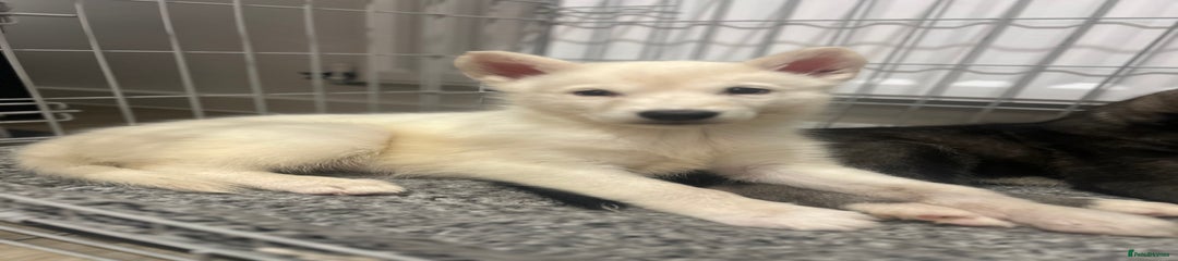 Siberian Husky Puppy 2