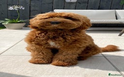 Labradoodle dogs for sale: Waiting List Mini and Medium Doodles - Image 12