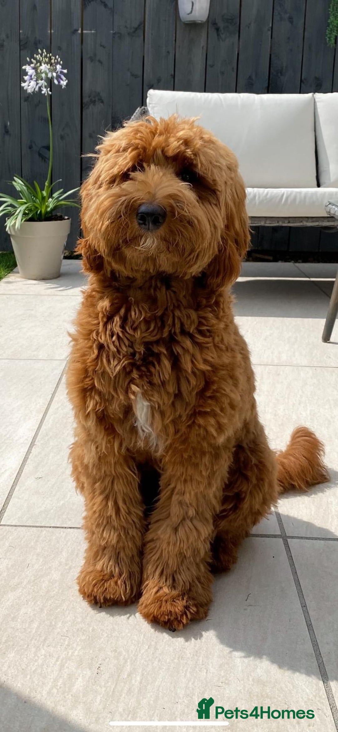 Labradoodle dogs for sale: Waiting List Mini and Medium Doodles - Image 12