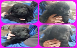 Mixed Breed dogs for sale: Beautiful friendly Labrador x Welsh Collie Puppies - Image 8