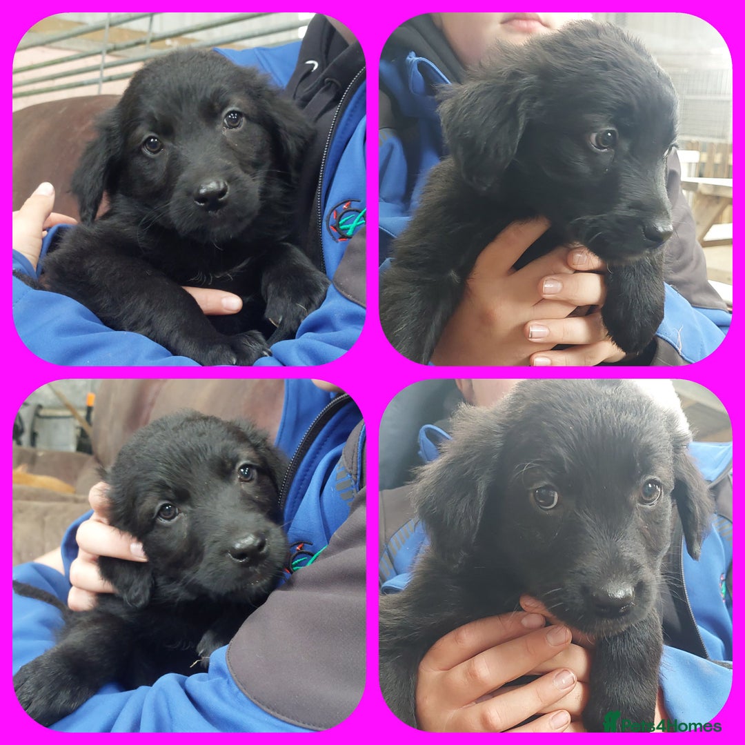 Mixed Breed dogs for sale: Beautiful friendly Labrador x Welsh Collie Puppies - Image 8