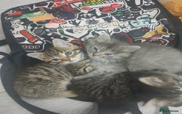 Mixed Breed cats for sale: 2 friendly kittens  - Image 5