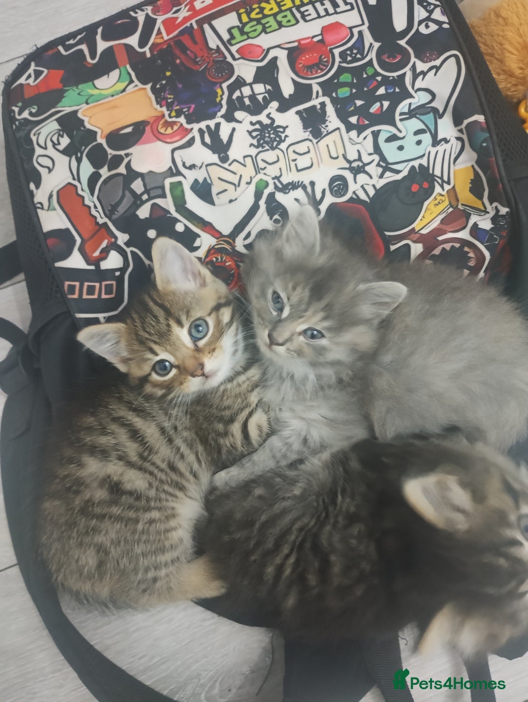 Mixed Breed cats for sale: 2 friendly kittens  - Image 5