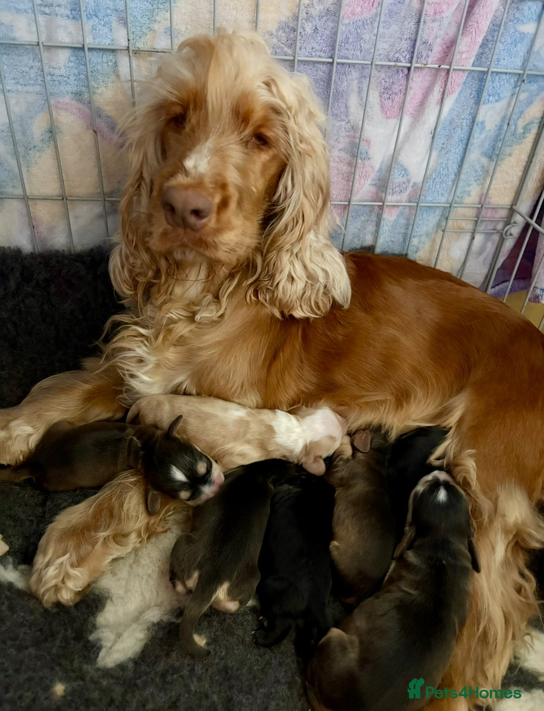 Cocker Spaniel dogs for sale: Show Cocker Spaniel female puppy - Advert 2