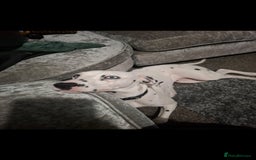 Dalmatian dogs for sale: Beautiful female Dalmatian  - Image 8