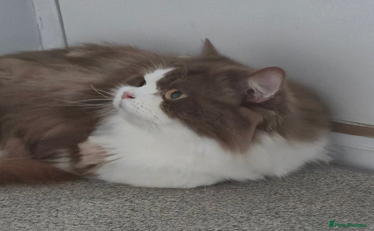 British Longhair cats - Advert 10