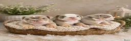 English Bulldog dogs for sale: Boy 2 LAST BOY LEFT ENGLISH BULLDOGS - Advert 2