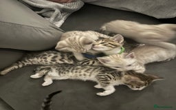 Bengal cats for sale: Stunning bengal/ragdoll kittens  - Image 16