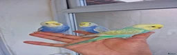 Budgerigars birds for sale: Super hand tamed baby budgies for sale  - Advert 10