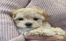 Maltipoo dogs for sale: TINY KOREAN F1 MALTIPOO PUPS - Image 5