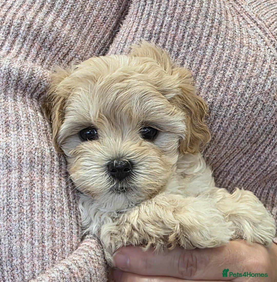 Maltipoo dogs for sale: TINY KOREAN F1 MALTIPOO PUPS - Image 5