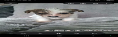 Jack Russell 5