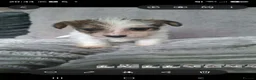 Jack Russell dogs for sale: Jack Russell  puppies  - Advert 9