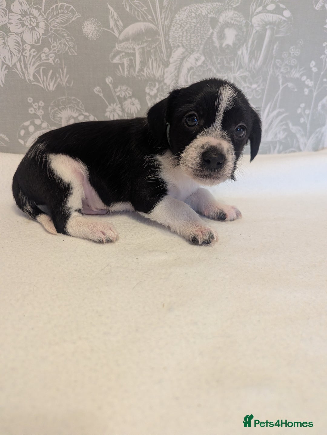 Jack Russell dogs for sale: Jack Russell puppies  - Advert 8