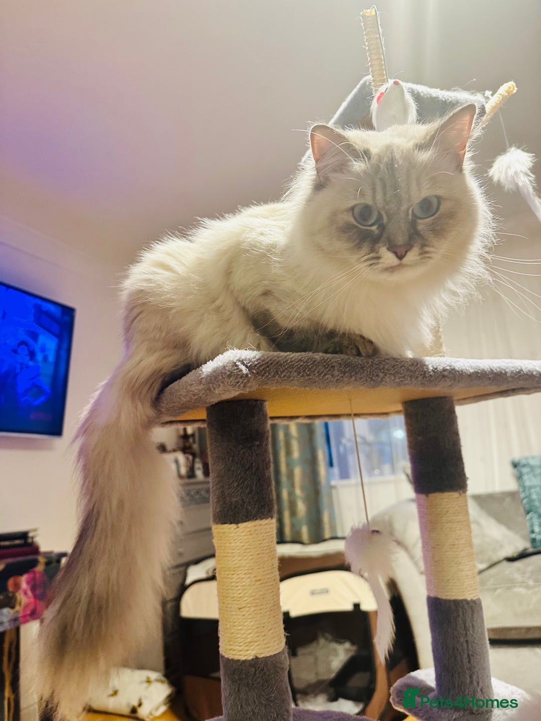 Siberian cats for sale: Neva Masquerade × Ragdoll Kittens – Hypoallergenic - Advert 4