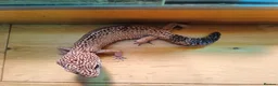 Leopard Gecko reptiles for sale: Rescue Leopard Gecko with full enclosure - Advert 3