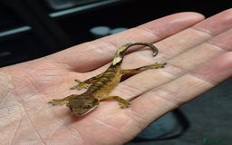 Gecko reptiles for sale: Crested Gecko Babies - Image 5