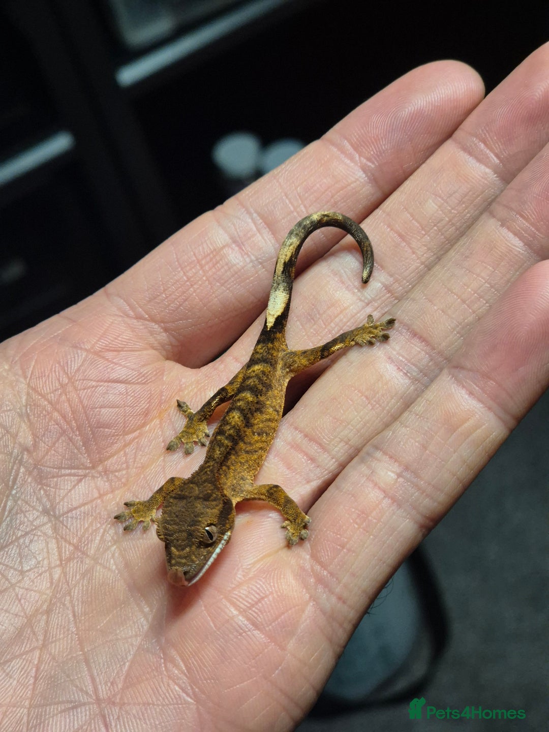 Gecko reptiles for sale: Crested Gecko Babies - Image 5