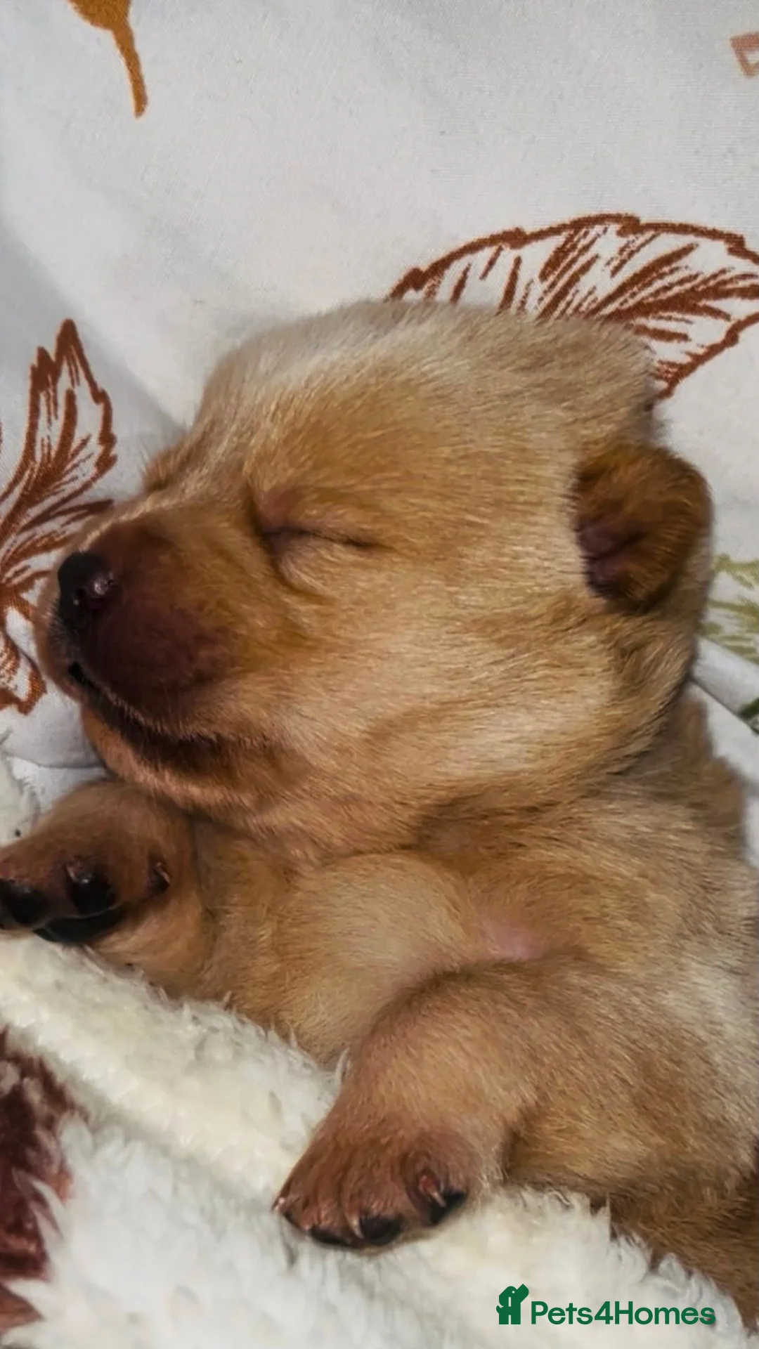Mixed Breed dogs for sale: Beautiful chowador litter in Hyde - Advert 2